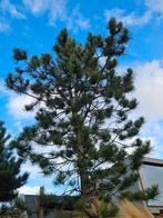 Jonge Pinus Boom zoekt nieuwe groeiplek, Ophalen, Bloeit niet, Halfschaduw, Overige soorten