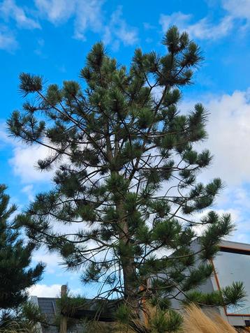 Jonge Pinus Boom zoekt nieuwe groeiplek  beschikbaar voor biedingen