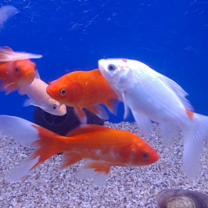 Carrasius auratus, Dieren en Toebehoren, Vissen | Aquariumvissen, Vis