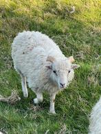 Wit Quessant  rammetje, Dieren en Toebehoren, Schapen, Geiten en Varkens, Mannelijk, Schaap