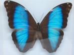 vlinder Morpho Deidaima, Verzamelen, Dierenverzamelingen, Ophalen of Verzenden, Nieuw, Overige soorten, Opgezet dier