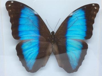 vlinder Morpho Deidaima beschikbaar voor biedingen