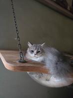 Siberische poes blue golden tabby, Dieren en Toebehoren, Katten en Kittens | Raskatten | Langhaar, Poes