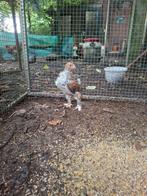 Brahma groot  porselein kuikens hanen, Dieren en Toebehoren, Mannelijk, Kip
