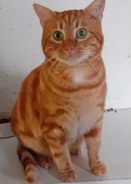 Mooie rode kater, Dieren en Toebehoren, Kater, Kortharig, 0 tot 2 jaar