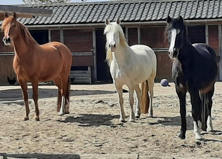 Gezocht hulp bij zorg voor onze dieren. Paddock paradise., Hobby en Vrije tijd, Overige Hobby en Vrije tijd, Nieuw, Ophalen