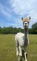 Mooie alpaca merrie met stamboom, Dieren en Toebehoren, Juni, Vrouwelijk