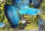 🔵High Quality Blue Singa Blue Tail guppen🔵, Vis, Zoetwatervis, Schoolvis
