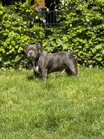 American pocket bully, 6 jaar of ouder, Eén hond, Nederland, Particulier
