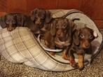 Prachtige dwerg teckel pups, puppies, Dieren en Toebehoren, Honden | Teckels en Dashonden, CDV (hondenziekte), 8 tot 15 weken