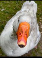 Het allerknapste leukste meest tamme Ganzen koppel op intern, Dieren en Toebehoren, Pluimvee, Meerdere dieren, Gans of Zwaan