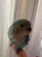 Babay agapornis, Dieren en Toebehoren, Vogels | Parkieten en Papegaaien