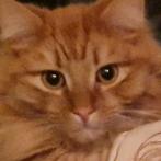Maine Coon kater 4 jaar oud, Dieren en Toebehoren, Kater, Ingeënt, 3 tot 5 jaar