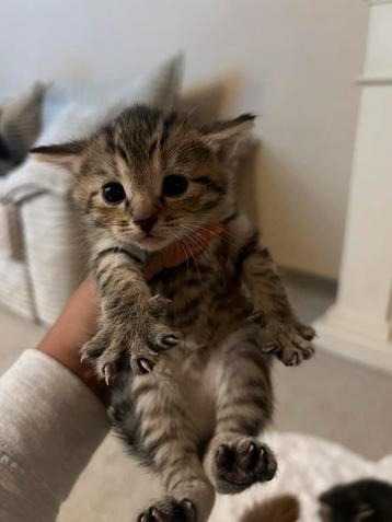 Kitten mag nu het nestje verlaten beschikbaar voor biedingen