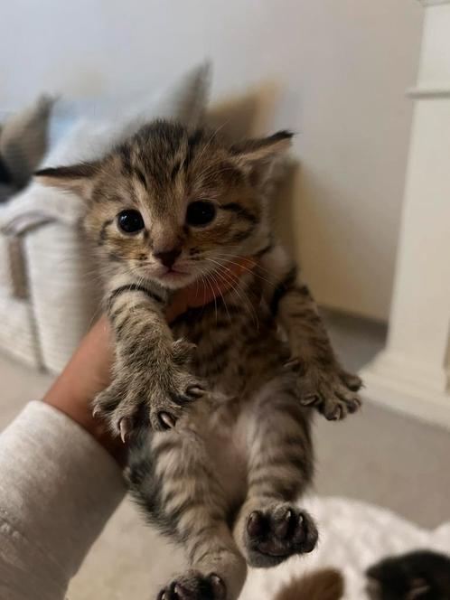 Kitten mag nu het nestje verlaten, Dieren en Toebehoren, Katten en Kittens | Raskatten | Langhaar, Kater