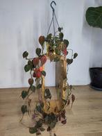 Philodendron micans in hangpot, Ophalen, Overige soorten, Halfschaduw, In pot
