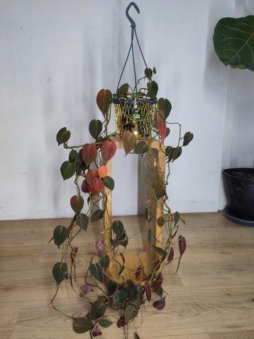 Philodendron micans in hangpot beschikbaar voor biedingen