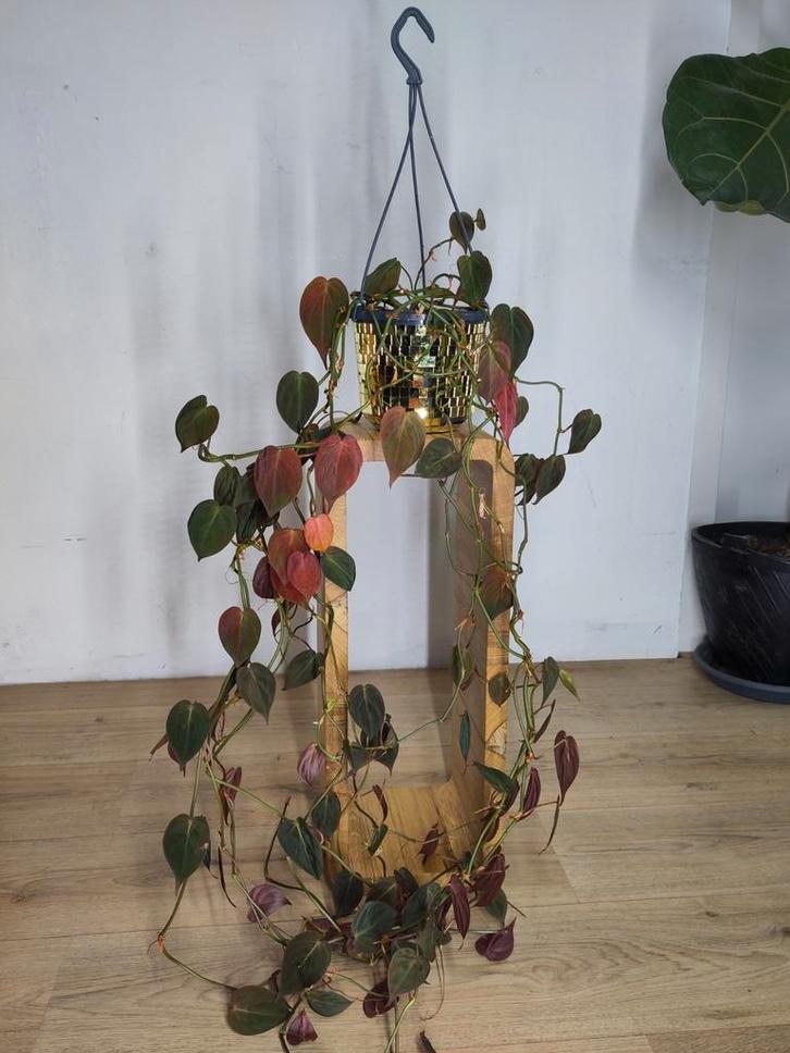 Philodendron micans in hangpot, Huis en Inrichting, Kamerplanten, Overige soorten, Minder dan 100 cm, Groene kamerplant, Halfschaduw