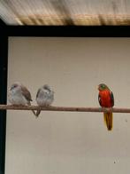 Turquoisne parkiet, Dieren en Toebehoren, Vogels | Overige Vogels, Mannelijk, Tropenvogel
