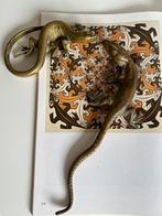 Vintage 2 Messing Salamander ~ Hagedis Hollywood Regency 50s, Antiek en Kunst, Ophalen of Verzenden, Koper