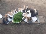 Lieve, kleine konijntjes te koop, Dieren en Toebehoren, Konijnen, Klein, Meerdere dieren, 0 tot 2 jaar