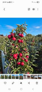 Rookhout smoker hout bbq appel, Ophalen, Appelboom, Lente