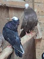 Leuke sierduiven te koop. Leuk op de duiventil!, Dieren en Toebehoren, Meerdere dieren, Overige soorten