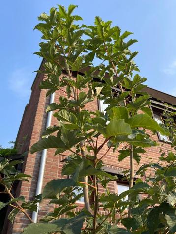 Gewone Esdoorn, 2 jaar/ 2,5 meter, wegens plaatsgebrek beschikbaar voor biedingen