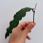 Geworteld Hoya Undulata Stekje [1], Ophalen of Verzenden
