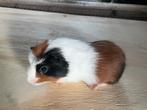 Jonge cavia’s, bijna 4 weken oud, Cavia, Juni, Geslacht onbekend, Tam