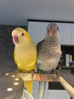 Jonge Muisparkieten | Niewsgierig | Handtam | Div. Kleuren, Dieren en Toebehoren, Meerdere dieren, Parkiet, Pratend