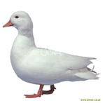 Witte kwaker woerd gratis, Dieren en Toebehoren, Mannelijk