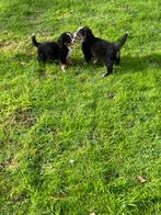 Berner sennen pups 2 teefjes, Augustus, Vrouwelijk