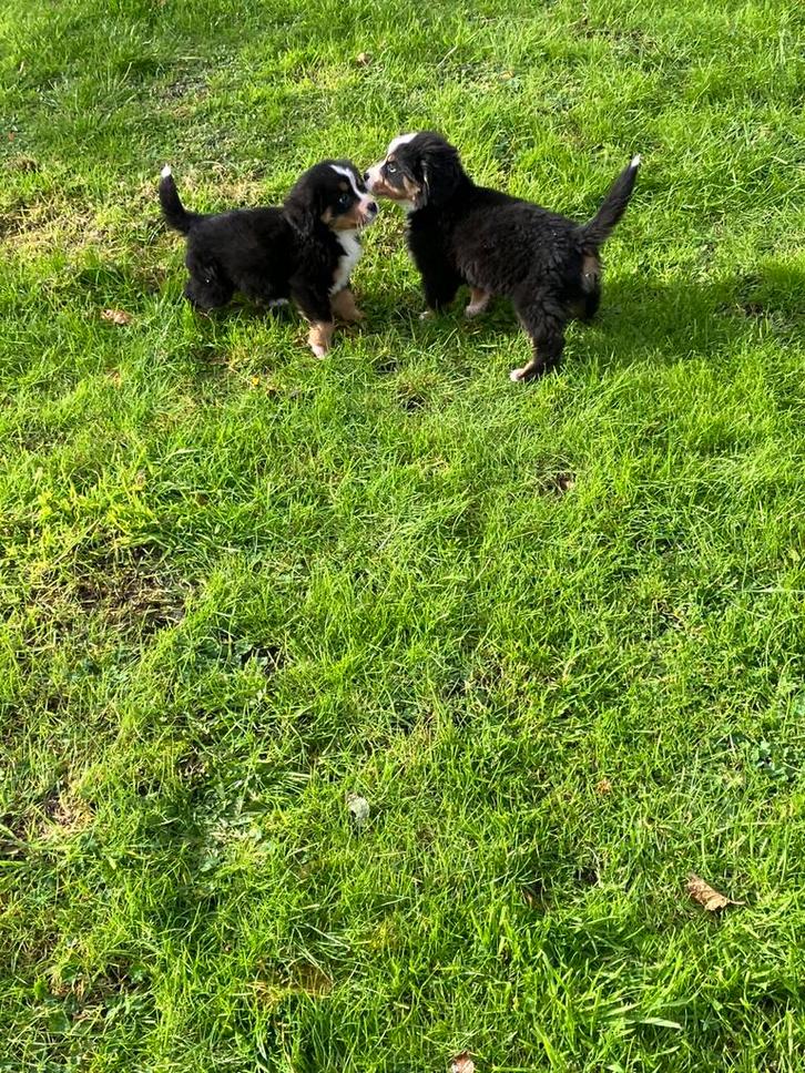 Berner sennen pups 2 teefjes, Dieren en Toebehoren, Overige Dieren, Vrouwelijk, Augustus