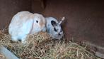 Lief koppeltje konijnen, Dieren en Toebehoren, Konijnen, Meerdere dieren, Klein, Hangoor, 3 tot 5 jaar