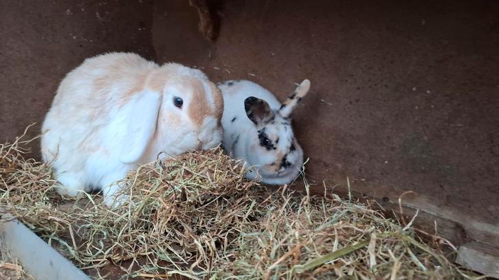 Lief koppeltje konijnen, Dieren en Toebehoren, Konijnen, Klein, Meerdere dieren, 3 tot 5 jaar, Hangoor