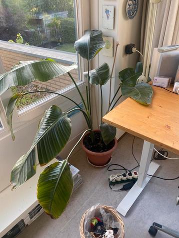 2x Strelitzia Nicolai beschikbaar voor biedingen