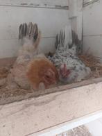 5 prachtige kippen zoeken een nieuw huisje, Dieren en Toebehoren, Pluimvee, Vrouwelijk, Kip