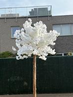 Bloesemboom, Ophalen, Nieuw, Binnen