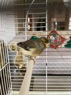 Mooi en goed zingen kanarie mannetje met kooi te koop, Dieren en Toebehoren, Mannelijk, Zangkanarie