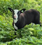 Bonte ram, Mannelijk, Schaap, 0 tot 2 jaar