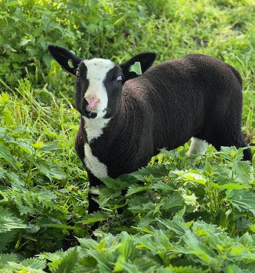 Bonte ram, Dieren en Toebehoren, Schapen, Geiten en Varkens, Schaap, Mannelijk, 0 tot 2 jaar