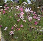 Cosmea mix zaden, Tuin en Terras, Bloembollen en Zaden, Ophalen of Verzenden, Voorjaar, Volle zon, Zaad