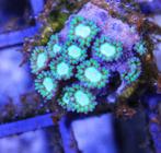 Goniopra zeeaquarium koraal, Ophalen of Verzenden, Gevuld zeewateraquarium