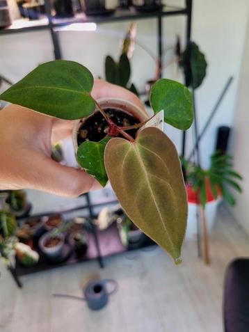 Anthurium bleu papillilaminum x one clone beschikbaar voor biedingen