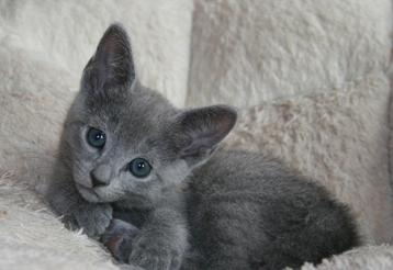 Gezocht :  Blauwe Rus kitten 