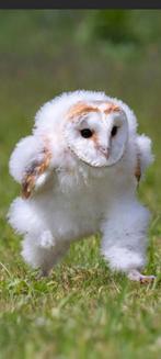 gezocht garagebox bolsward, Ophalen of Verzenden