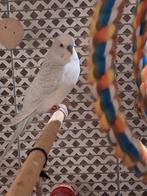 Grasparkiet, mannetje, Mannelijk, Parkiet, Tam