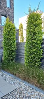 Aangeboden 2 coniferen, Tuin en Terras, Ophalen, Conifeer, 250 cm of meer