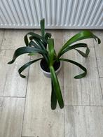 Clivia Minta Sint Jozefbloem, Ophalen, Overige soorten, Halfschaduw, Minder dan 100 cm